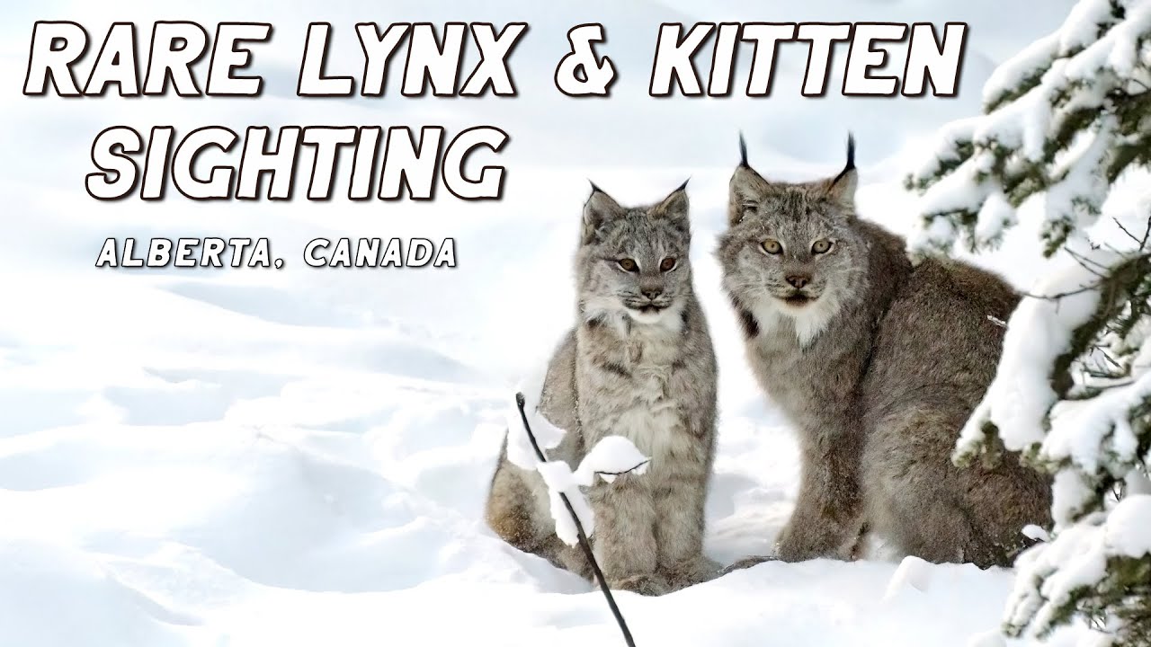 Resultado de imagem para canadian lynx mom