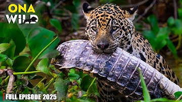 WILD CONGO | Gorillas, Leopards, and the Lost World of King Kong | #AnimalDocumentary