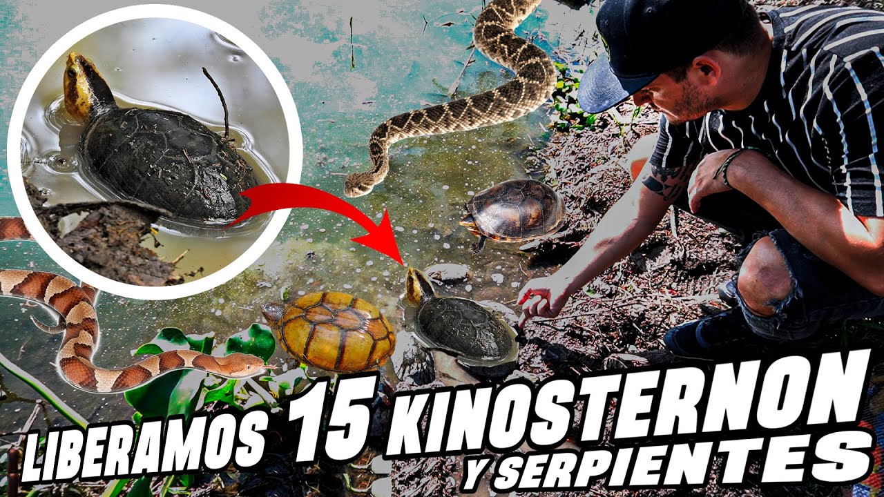 REGRESAMOS TORTUGAS Y SERPIENTES A SU HÁBITAT NATURAL - YouTube