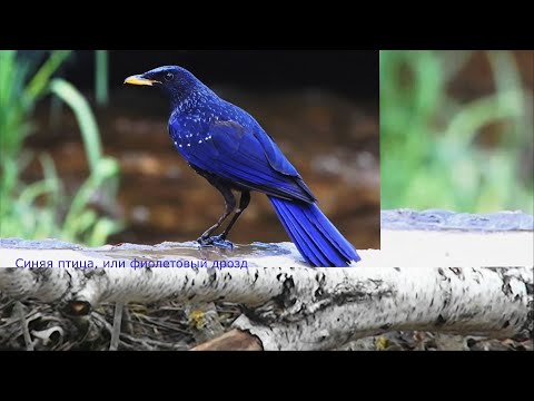 Видео: Как выглядит синяя птица?