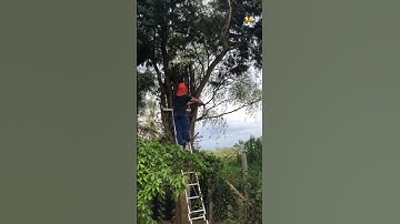 Tree Trouble Moments #shorts