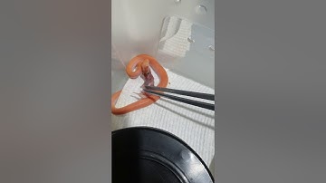 first feed for a hatchling marble children