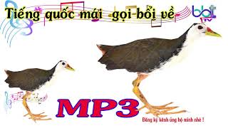 Tiếng quốc mái gọi bổi về-Đã test thực tế hiệu quả
