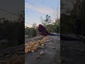 Crimson Rosellas: One Stays, One Steals and Bails