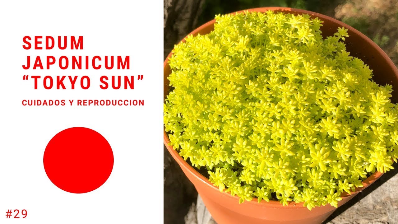 SEDUM JAPONICUM TOKYO SUN | Sedum Oro 💛