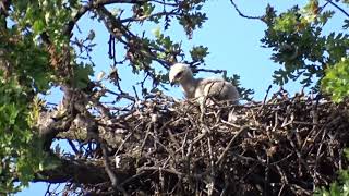 Red Tailed Hawk hatchling