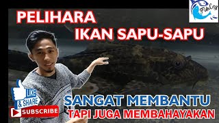 MANFAAT IKAN SAPU SAPU DI AQUARIUM | FISHCOY