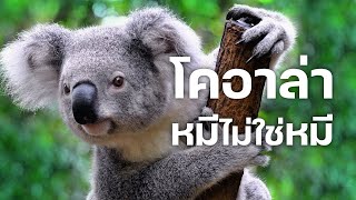 สารคดี 10 นาที - โคอาล่า หมีไม่ใช่หมี