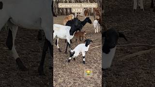 carneirinho borrego cordeiro Fazendo Xixi fazenda