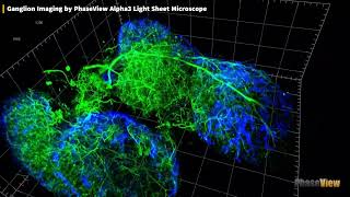Ganglion Imaging by PhaseView Alpha3 Light Sheet Microscope