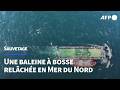 Après son remorquage, une baleine à bosse relâchée en Mer du Nord | AFP
