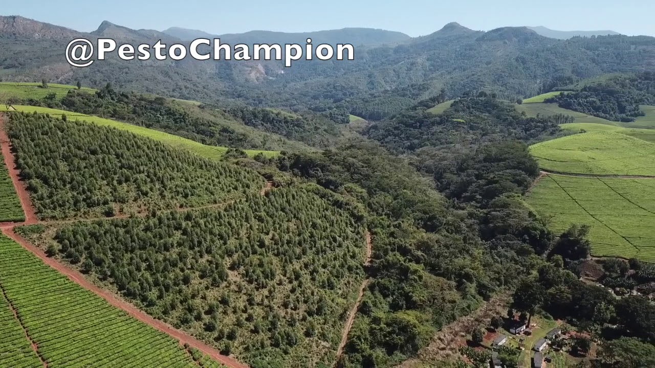 Zimbabwe Aerial Drone Footage of Beautiful Tea Plantations in the