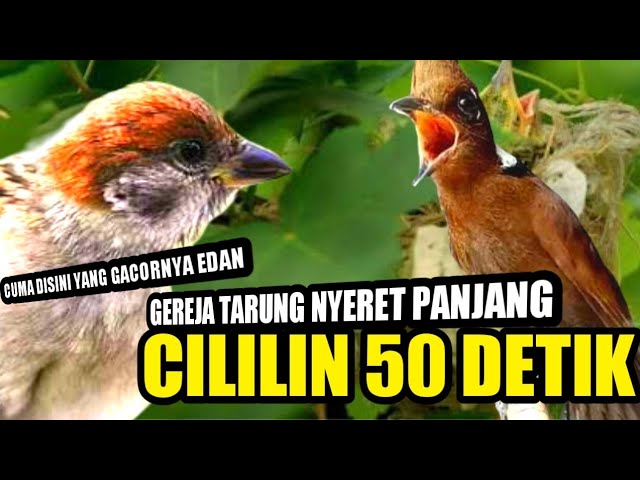 MASTERAN GEREJA TARUNG SAMBUNG CILILIN 50 DETIK || MASTERAN MURAI BATU JUARA NASIONAL class=