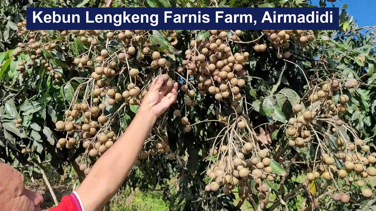 🍊MINUT: Kebun Lengkeng Farnis Farm, Airmadidi, Minahasa Utara.