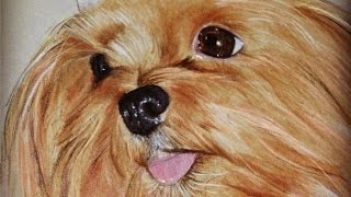 How i draw my Little dog - Realistic art (Portrait)