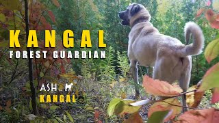 Kangal Forest Guardian | 10 Month old Turkish Kangal Dog | Ash the Kangal by Ash The Kangal 737 views 1 year ago 3 minutes, 19 seconds