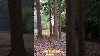 Want to play monkeys 🐒🫪🫪 #funnypets #goldenretreivers #dog #pets #monkey #funny #funnyvideo