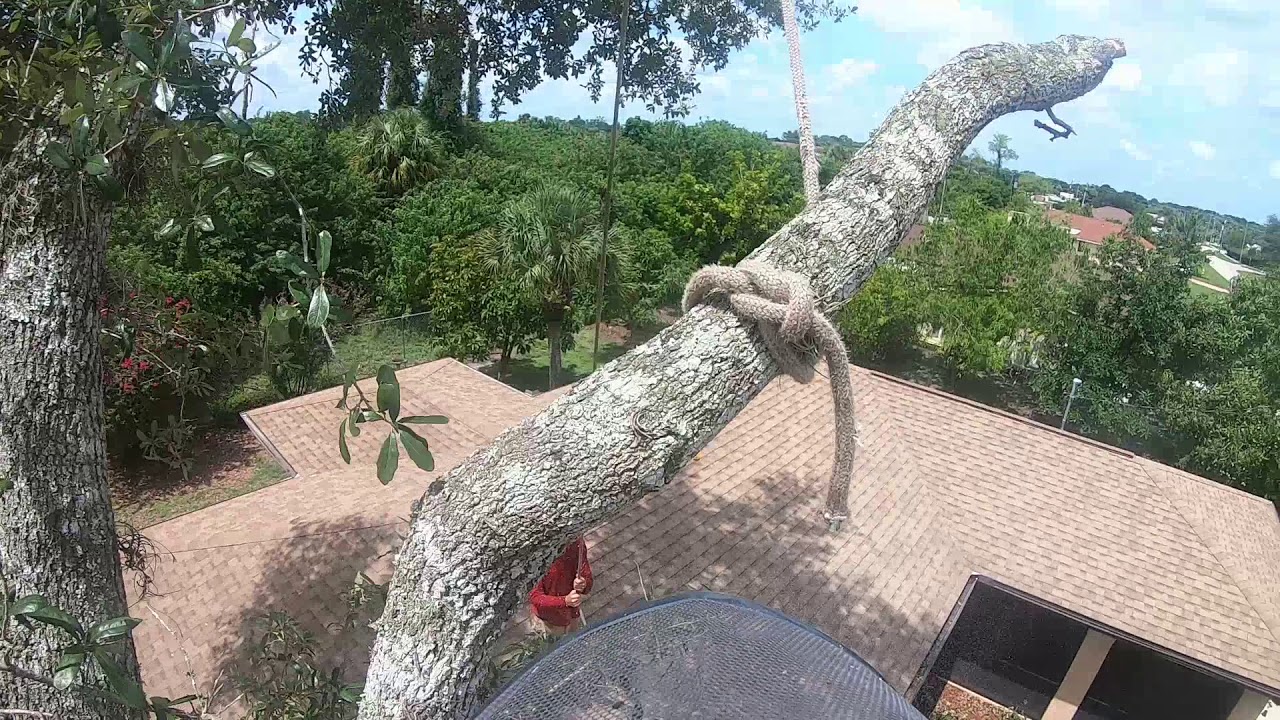 Part 2, removal of a large Oak next to a house. Elite Tree Services ...