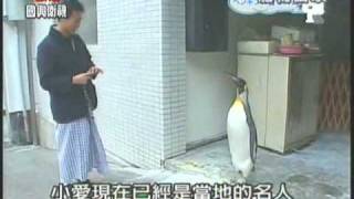 Download lagu 我的國王我的企鵝 QQ Penguin 我的國王我的企鵝 QQ Penguin