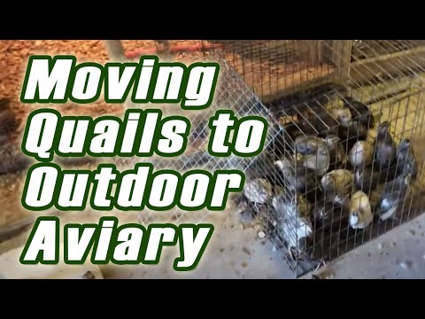 Moving Quails to Outdoor Aviary | Quail Coop Outdoor | Raise Quail Outdoor