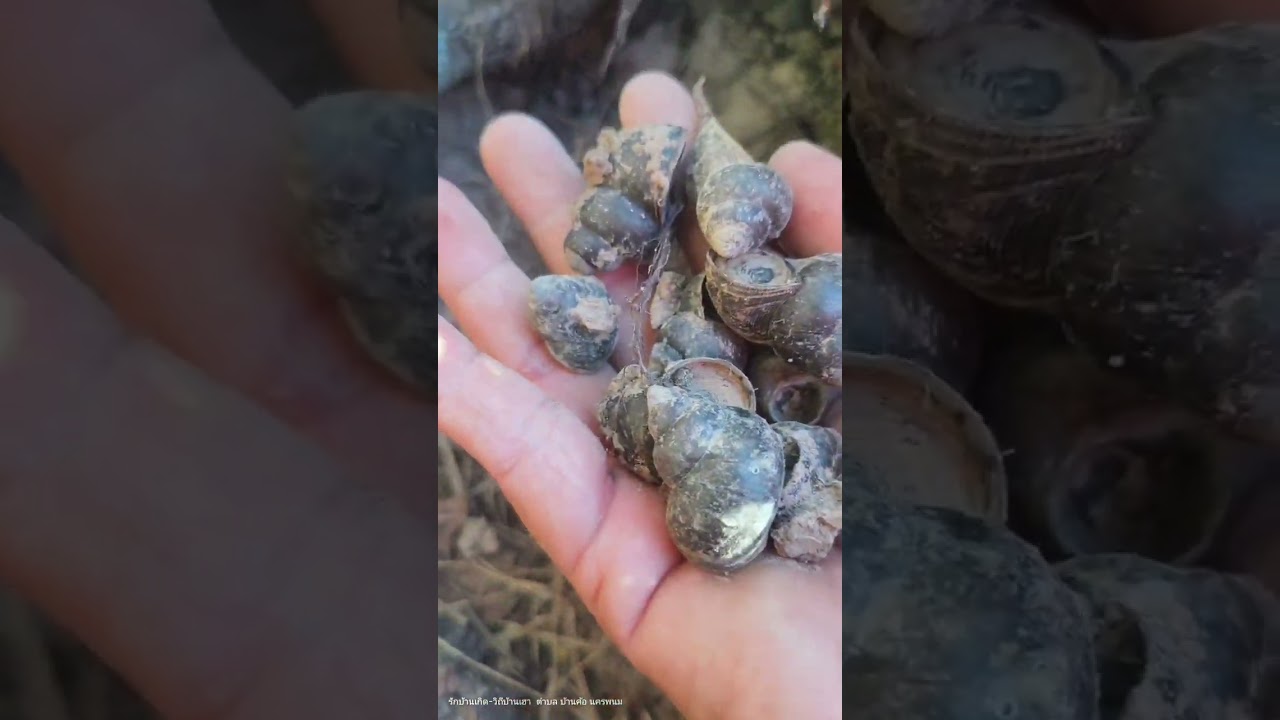 ไปหาเลาะเก็บหอยกันจ้า