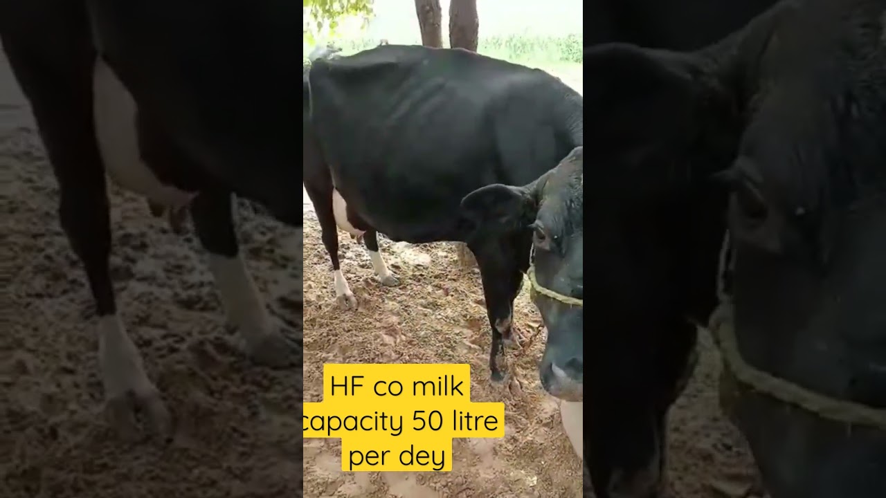 HF cow milk capacity 50 litre 35 litre el ke liye available hai