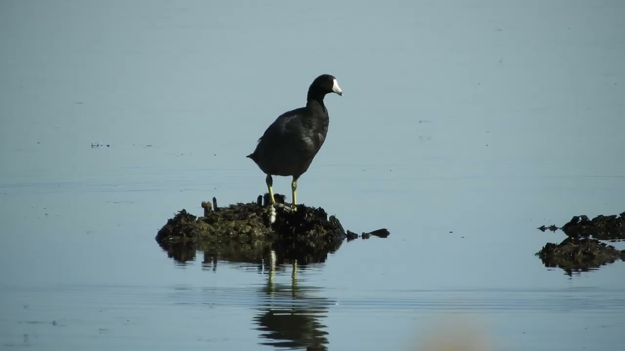 American Coot Walking on Sunken Logs