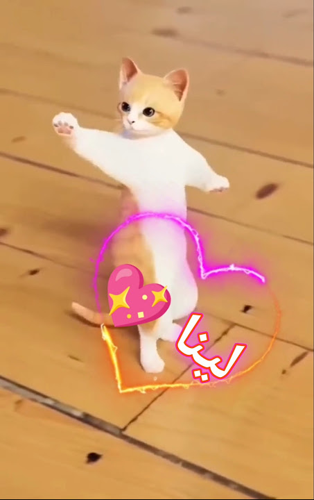 الاكتر طلبا.. لينا#لينا #baby #العراق_السعودية_قطر_الامارات_الكويت_البحرين_اليمن #cat #fun#الجزائر