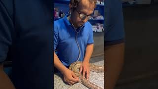 Snake at vet clinic | Aliyan Vets