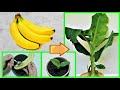 come fare nascere una pianta di banano dal frutto a costo zero, coltivare il banano, banane, planta