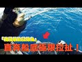 狂衝船底！不能介入！這是屬於南極蝦的紀錄魚！！ @onefish2020