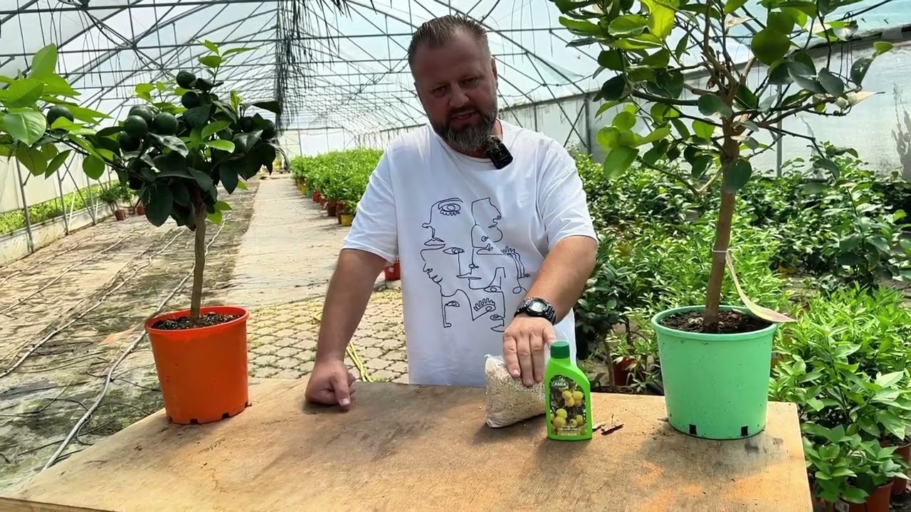 Importanta fertilizarii la citrici, cum fertilizam citricii, aplicarea ingrasamintelor la citrici