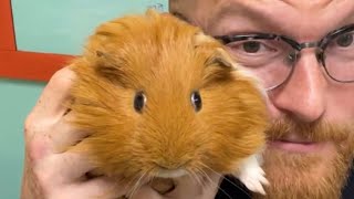 Storytime with a Peruvian Guinea pig and a book about a llama destroying the world!