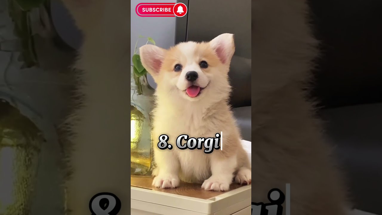 Top 10 Cutest Dog Breeds To Keep As Pets Shorts Trending Viralshort Shortsviral Top10s