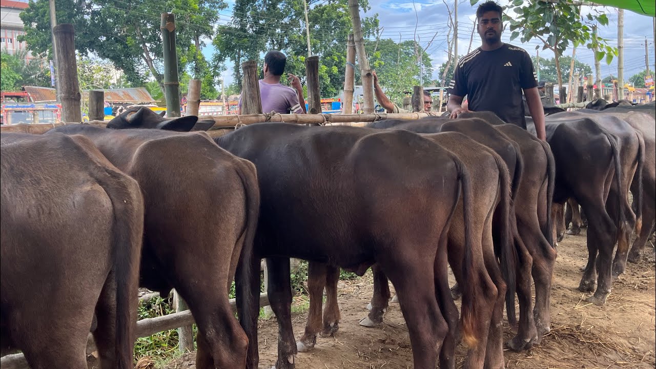 ৫৫ থেকে ৬৫ হাজার টাকাতে সেরা মানের মুররাহ জাতের মহিষ সহ বর্ডার ক্রস মহিষের বাচ্চা কিনুন।।