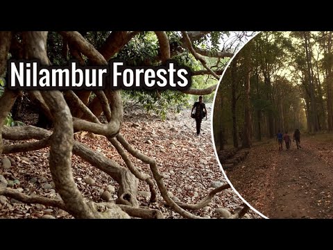 Nilambur Forests