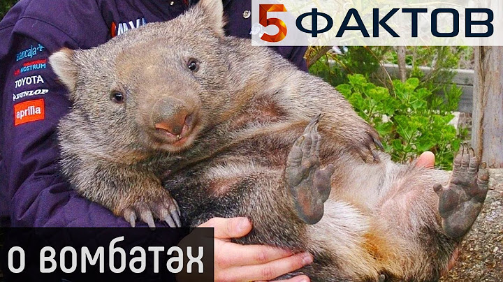 ⭐️ 5 ФАКТОВ о милашках ВОМБАТАХ