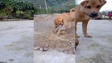 Chó cộc đuôi | Chó H