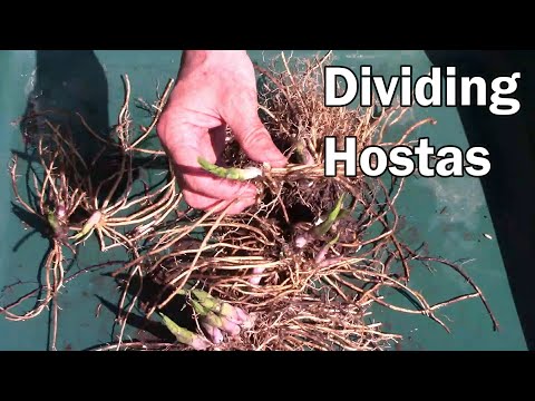 Video: Divizia Plant Hosta: Cum și când să împărțiți o fabrică Hosta
