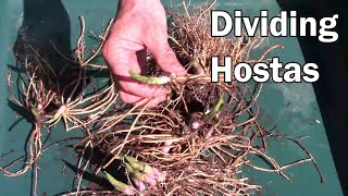 Dividing Hosta Plants In The Spring  Making Eight New Plants From One