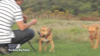 Doggy Dans Free Training Tips - Interview with Doggy Dan