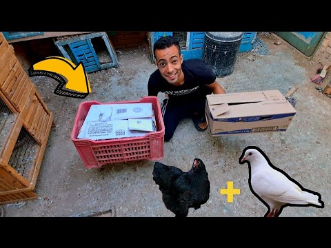 اشتريت طيور جديده عند الحمام 