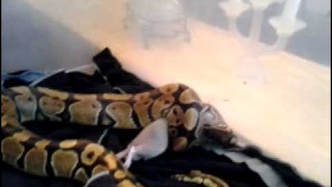 Female ball python eating a baby dumbo rat pt 1