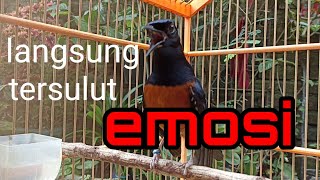 PANCINGAN MURAI PALING AMPUH || tembakan tajam speed rapat