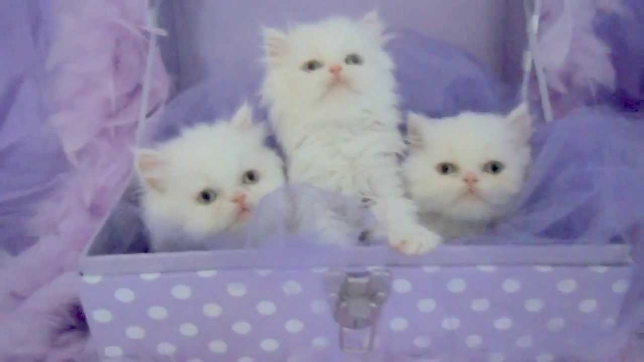 ADORABLE SNOW WHITE KITTENS! YouTube
