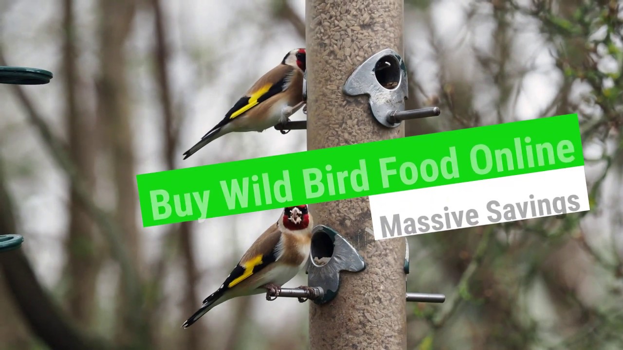 Little Peckers Bird Food YouTube