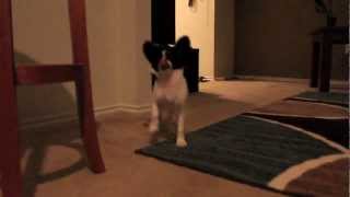 LilyPap Prancing Around