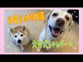 【幼稚園】月曜日の幼稚園🐾大型犬ちゃんチーム