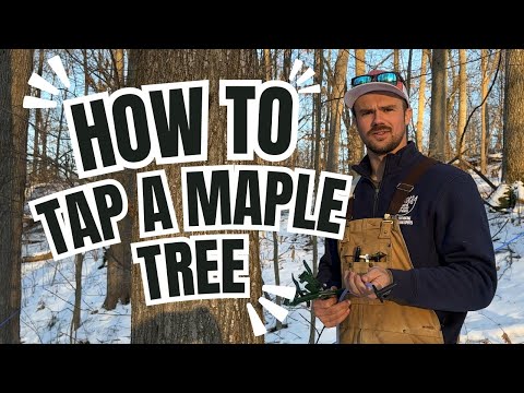 How to Tap a Maple Tree 101 - The basics of tapping a tree using lines!