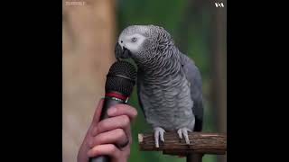 Namna Sahihi Ya Kumfundisha Kasuku Jinsi Ya Kuongea How To Train A Parrot